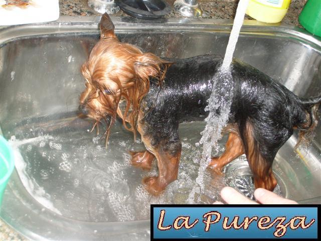 El Ba&ntilde;o del Perro