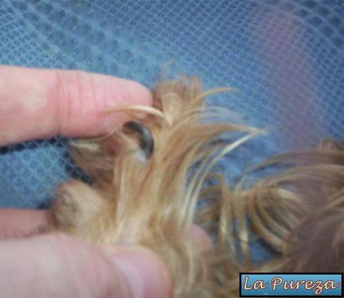 Cuidado de las U&ntilde;as del perro