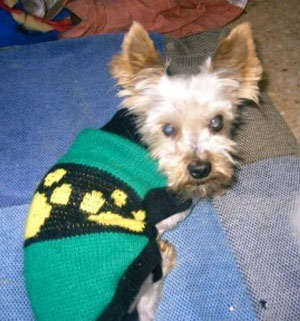 Cari&ntilde;o para nuestro Yorki