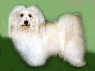 Bich&oacute;n Habanero