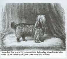 &laquo;Huddersfiel Ben&raquo; - El Primero de los Yorkshire terrier - Foto 02
