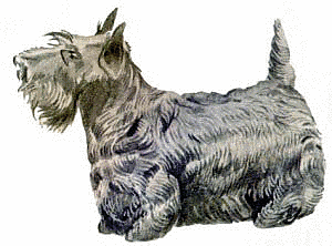 Scotch Terrier