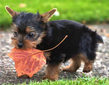 EL Car&aacute;cter y Personalidad del Yorkshire Terrier