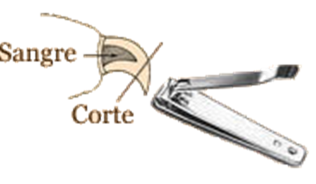 Como y donde cortar las u&ntilde;as a su perro