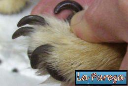 U&ntilde;as Largas, deben ser cortadas