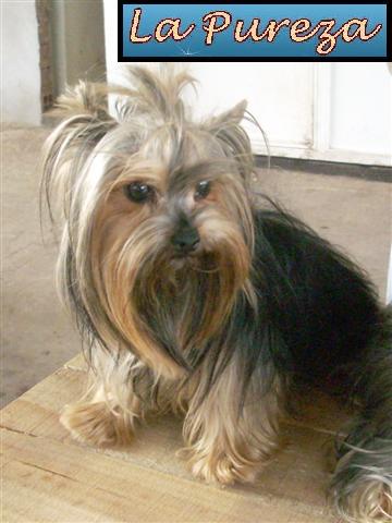 Rose Casa Real - La Mama de Mi Mam&aacute;