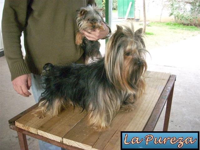 Guapo de Mu&ntilde;equita - El Papa de Mi Mam&aacute;