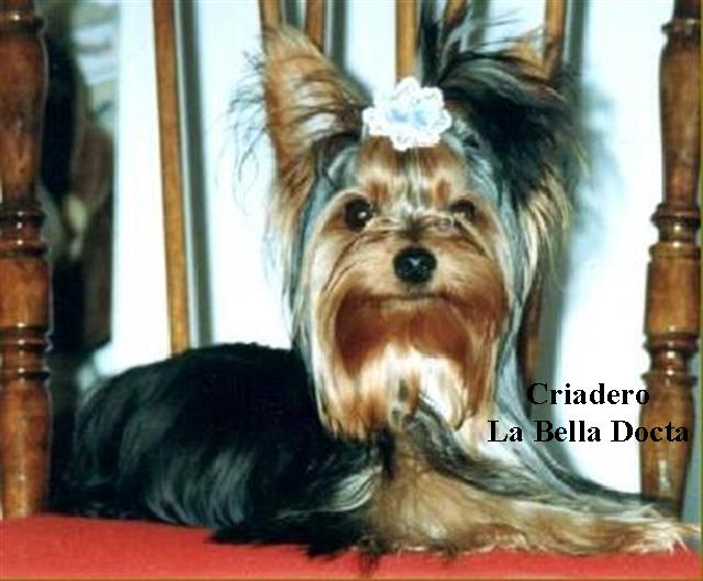 Felipe Mother Bitch - Mi Abuelo - 12 meses, su segunda Exposici&oacute;n General de Campeonato Categor&iacute;a Junior Premio: Macho Reservado de Raza. 