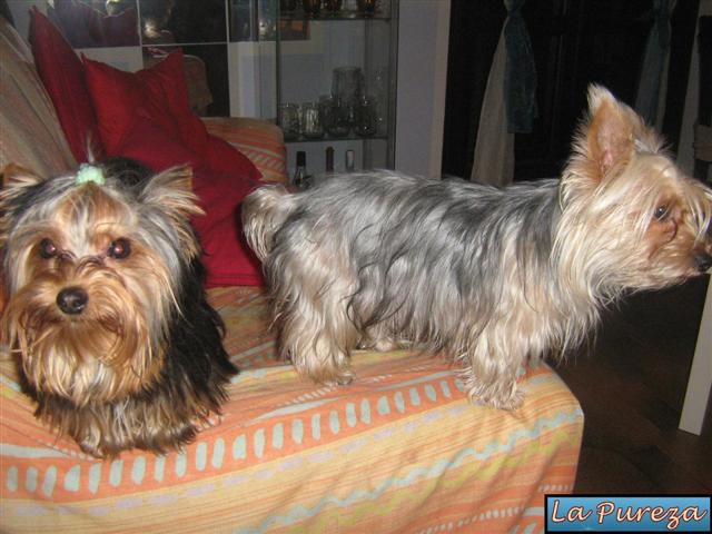 Hugo de La Pureza - Ac&aacute; estoy con Lizzie, con quien comparto todo desde Cachorro