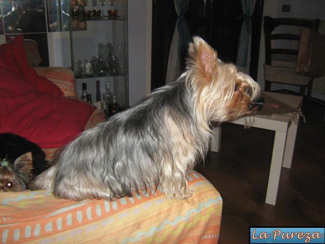 Hugo de La Pureza - Ac&aacute; estoy con Lizzie, con quien comparto todo desde Cachorro